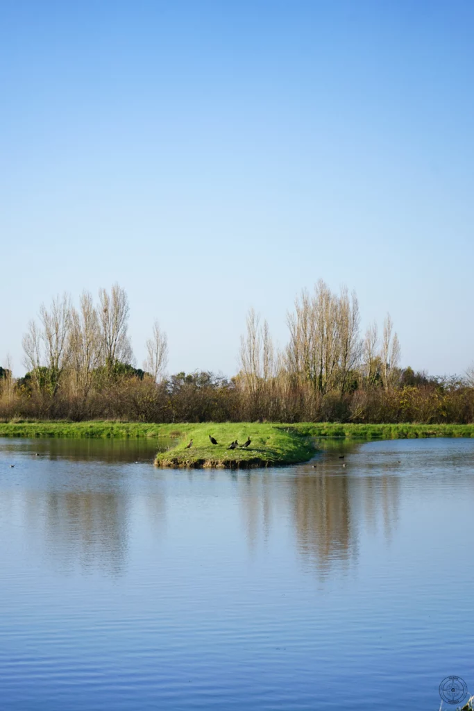 cormorans dans la station de lagunage d'Angoulins