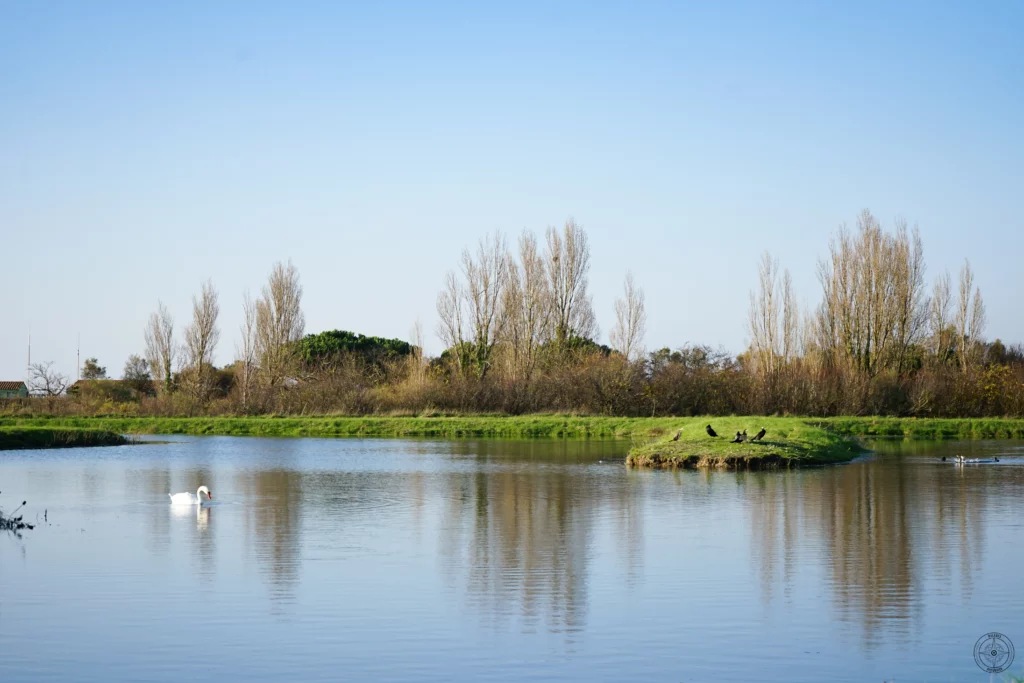 cygne et cormorans - station de lagunage d'Angoulins