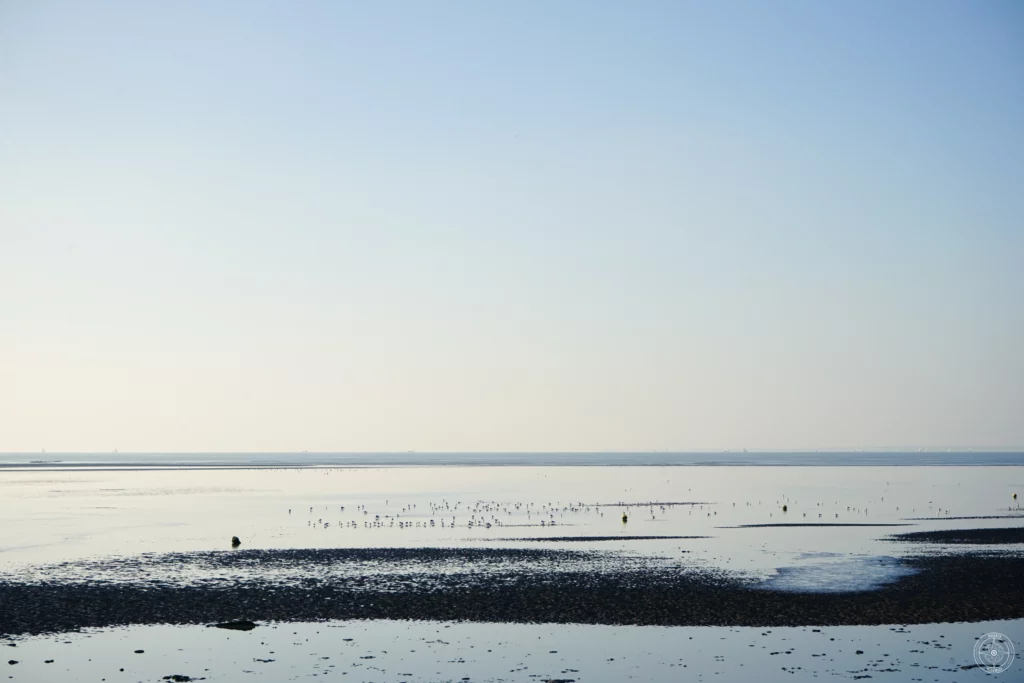 oiseaux limicoles dans la baie d'Aytré