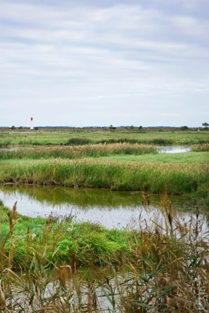 héron cendré - marais de Fouras