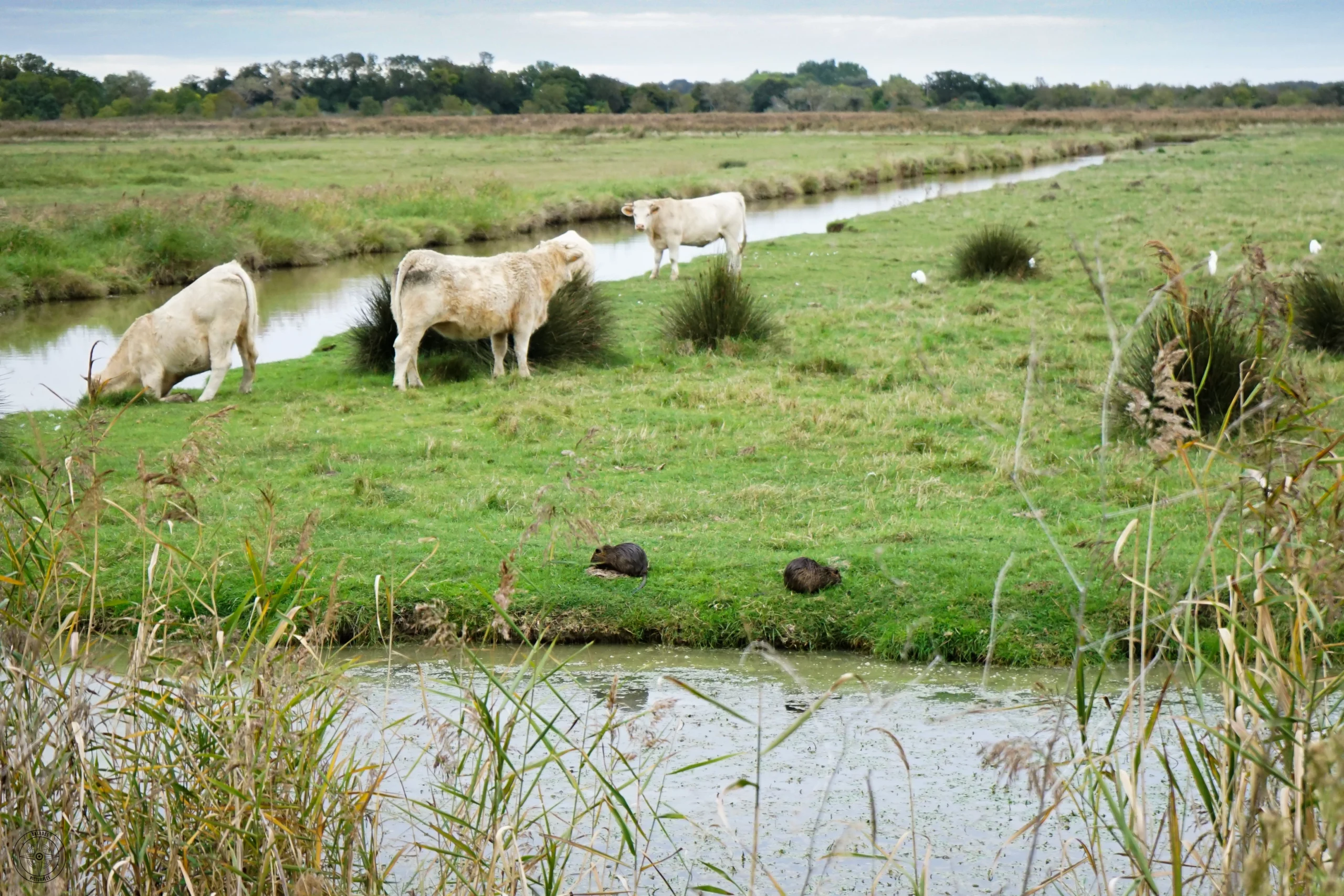 ragondins - marais de Fouras