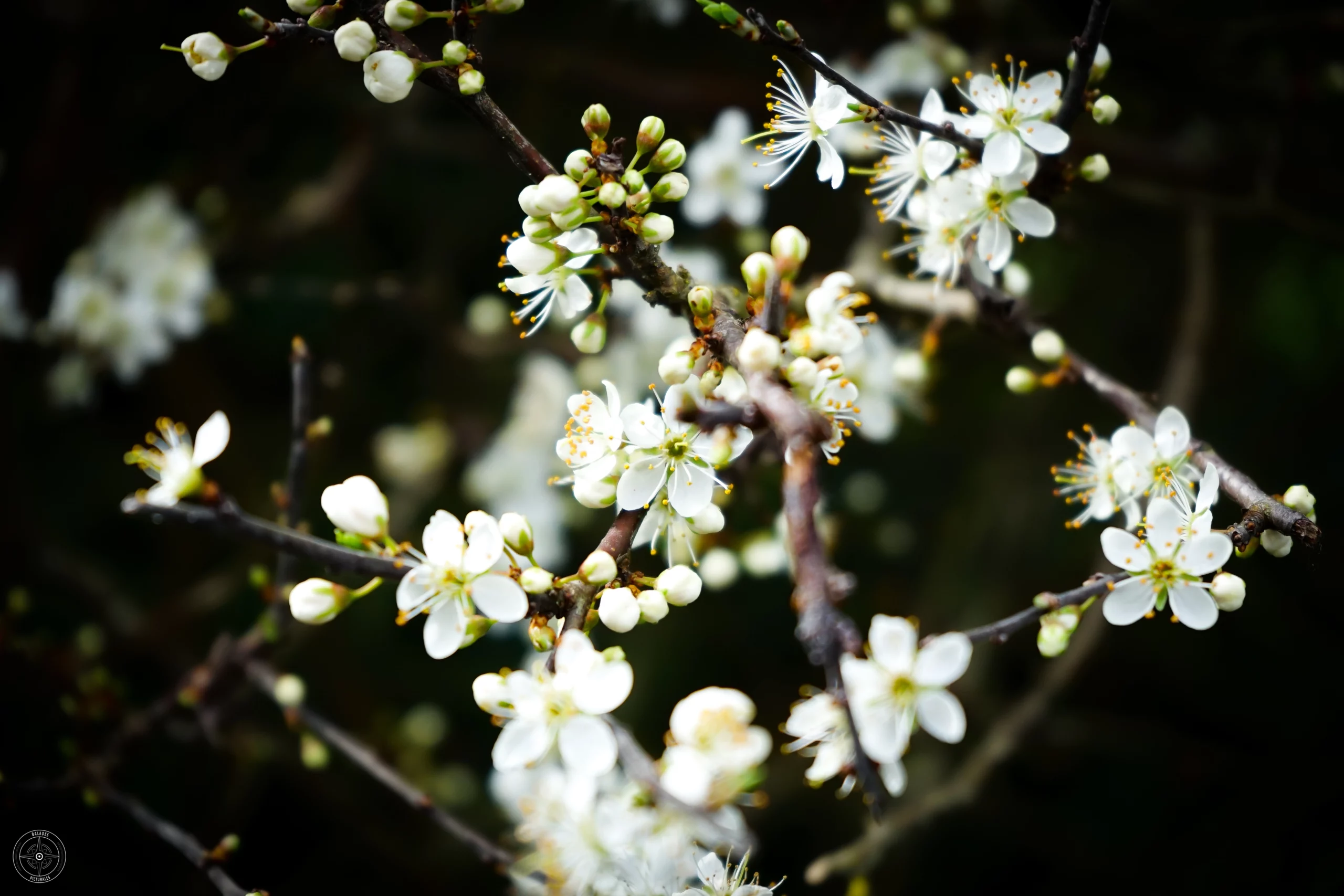 fleurs blanches sur l'ile Madame