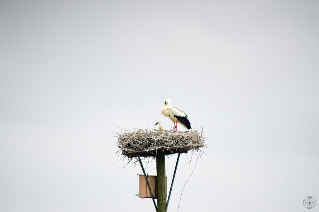 cigogne adulte et cigogneau