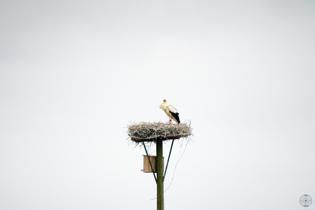 cigogne blanche adulte dans son nid