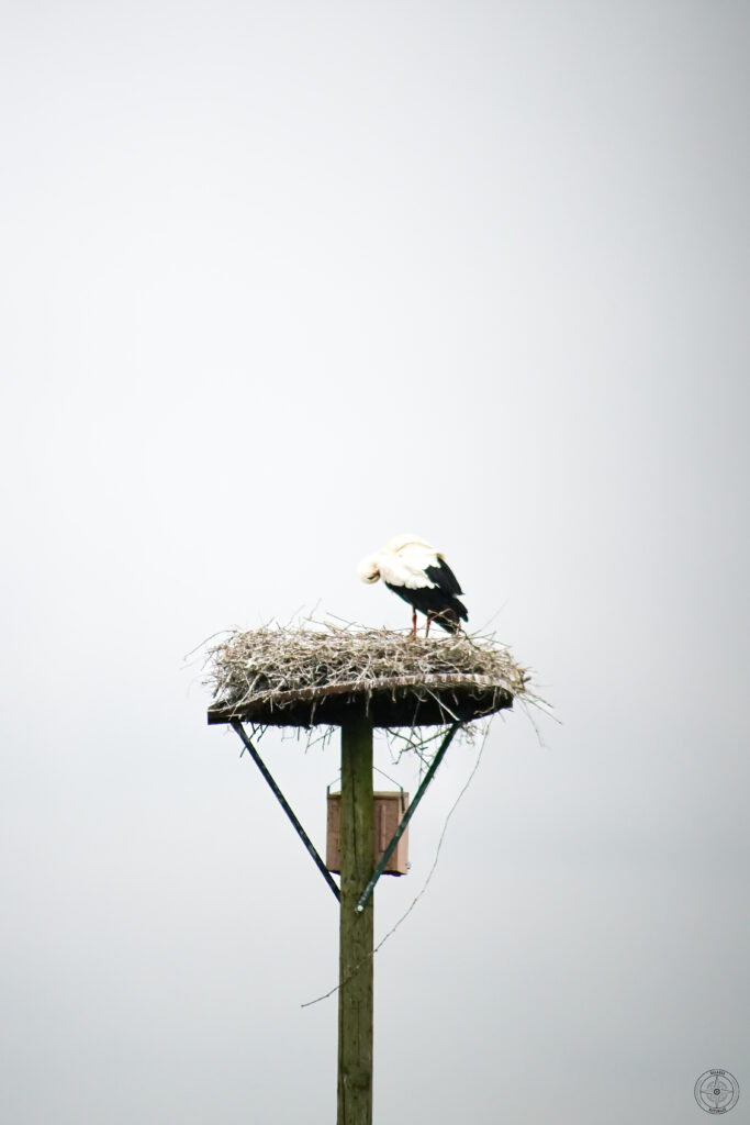 cigogne adulte sur une aire artificielle 