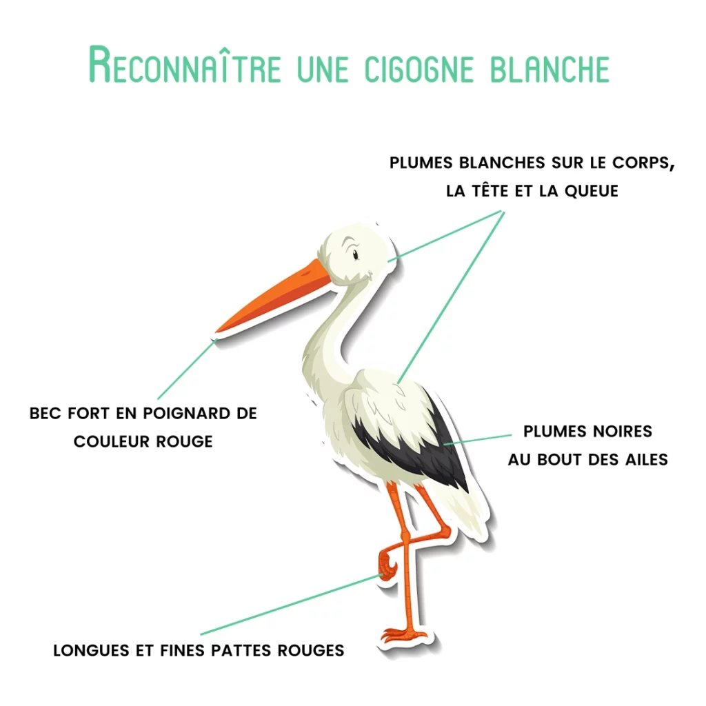 éléments d'identification des cigognes blanches : plumes blanches, bout des ailes noir, pattes et bec rouges