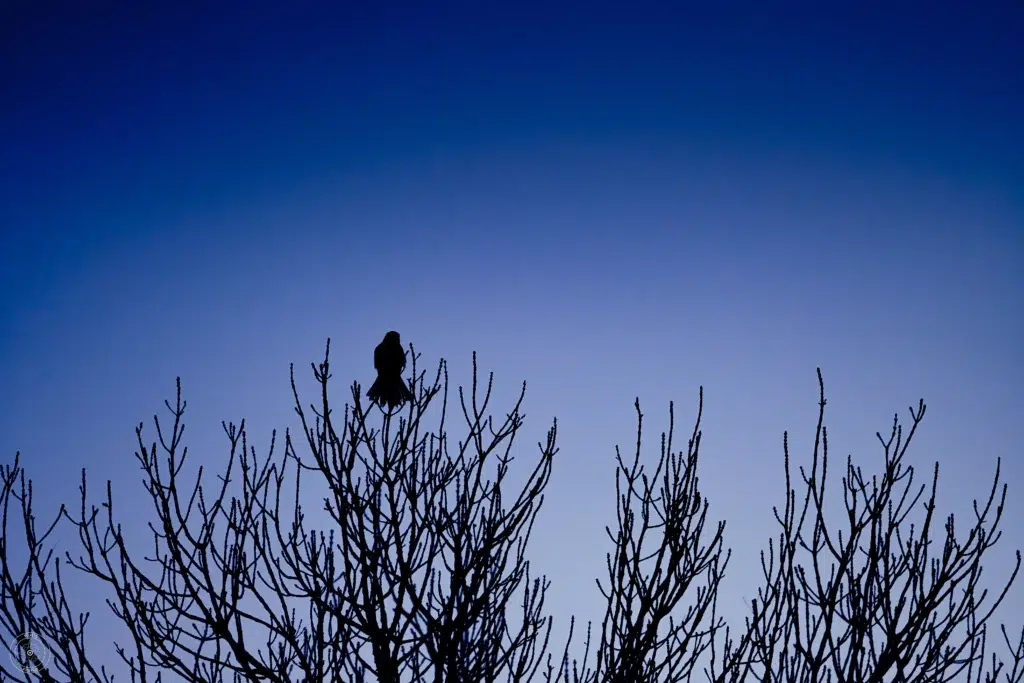 faucon crécerelle posé en haut d'un arbre, de nuit