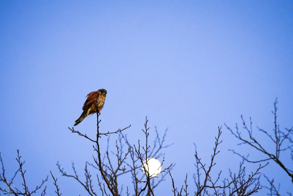 faucon crécerelle sur une branche