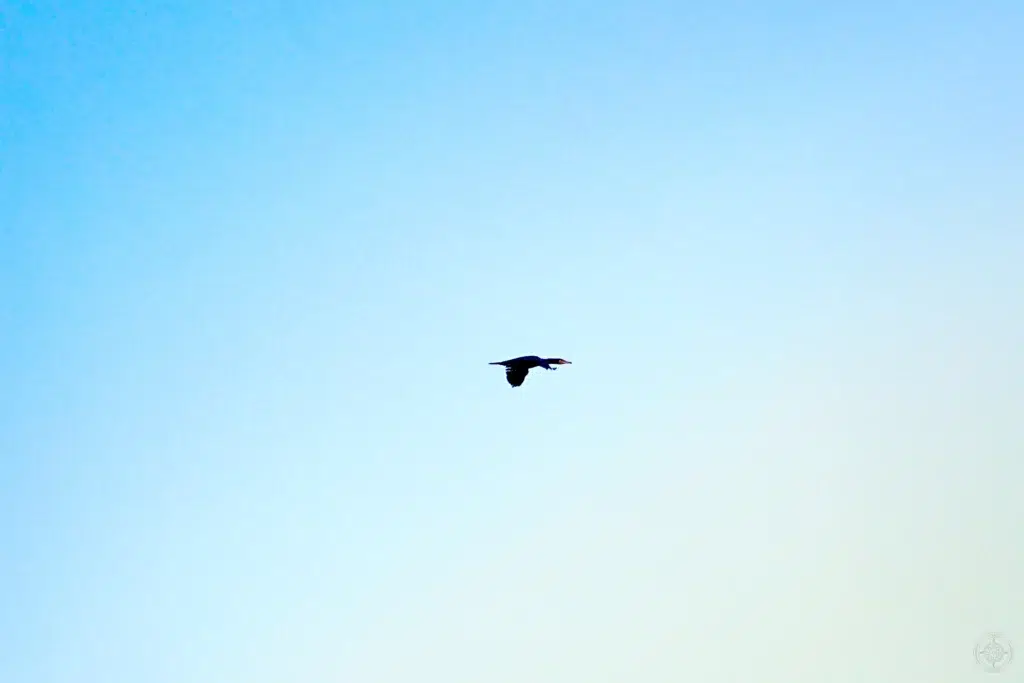grand cormoran en vol