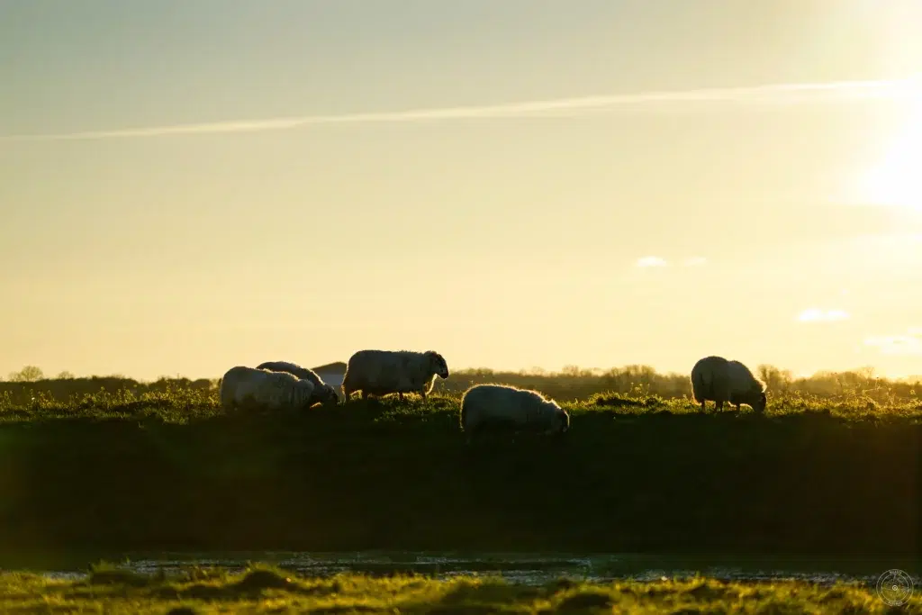 moutons de la station de lagunage de Rochefort