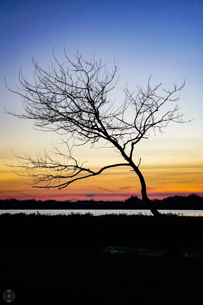 coucher de soleil sur un arbre
