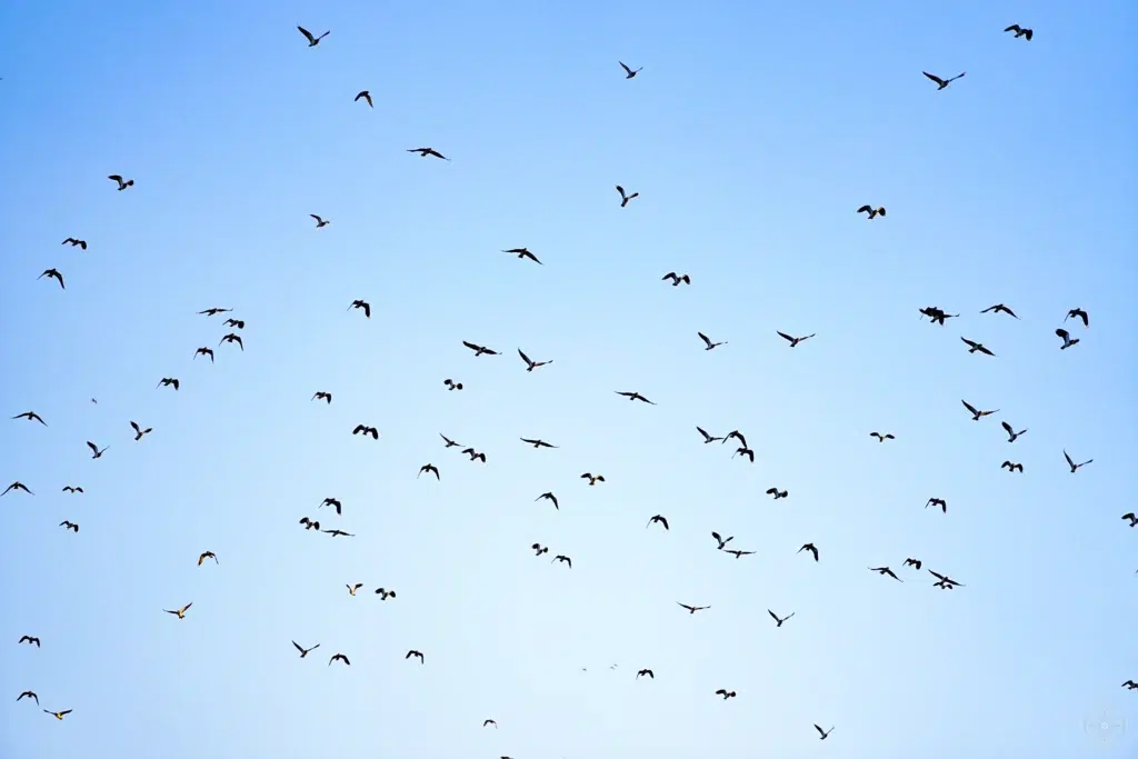 vanneaux huppés volant en groupe