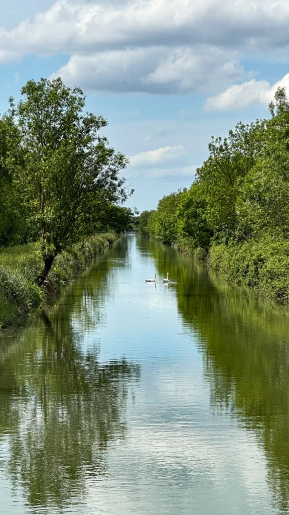 canal du Moussard avec deux cygnes