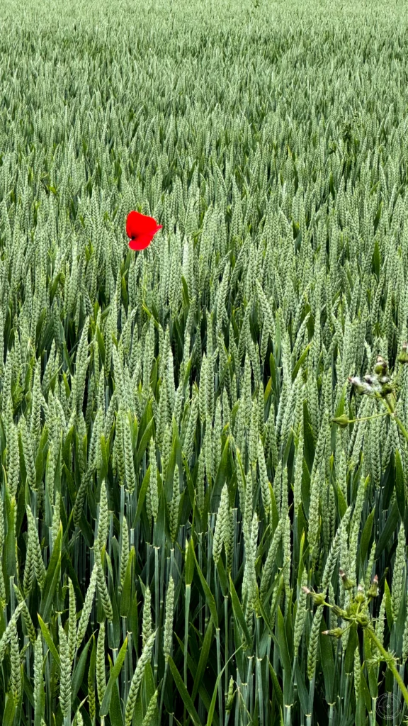 coquelicot dans un champ de blé