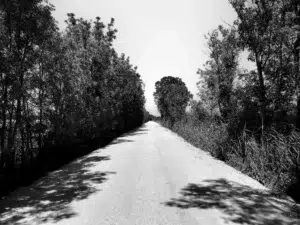 chemin cyclable au milieu d'arbres (parcours de la Roue Blanche)