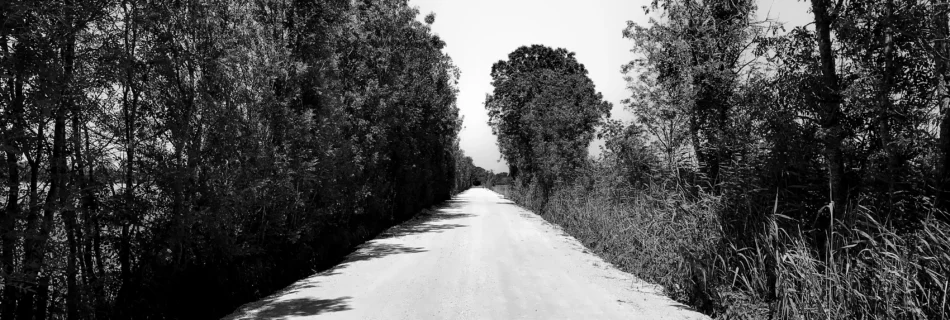 chemin cyclable au milieu d'arbres (parcours de la Roue Blanche)
